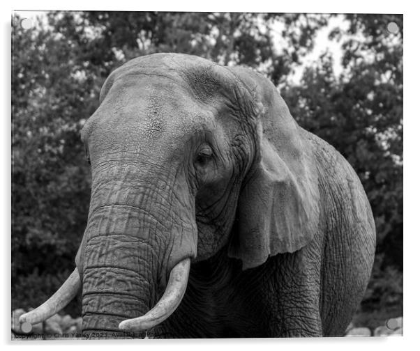 Portrait of African elephant Acrylic by Chris Yaxley