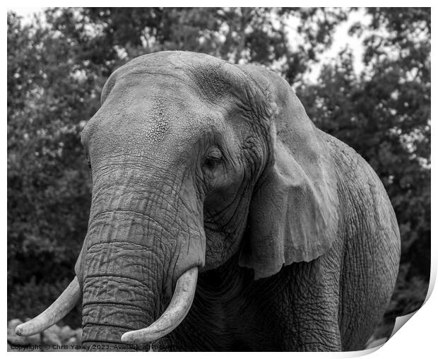 Portrait of African elephant Print by Chris Yaxley