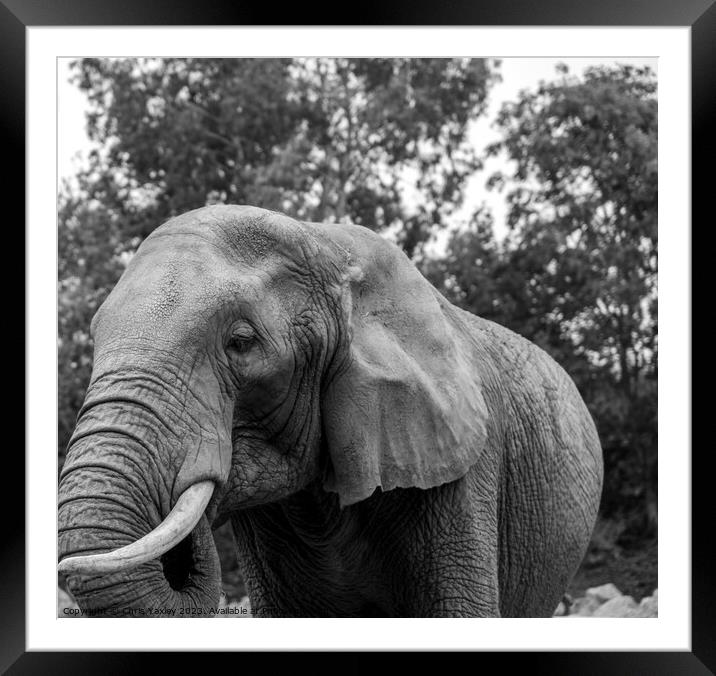 Close up portrait of an African elephant Framed Mounted Print by Chris Yaxley