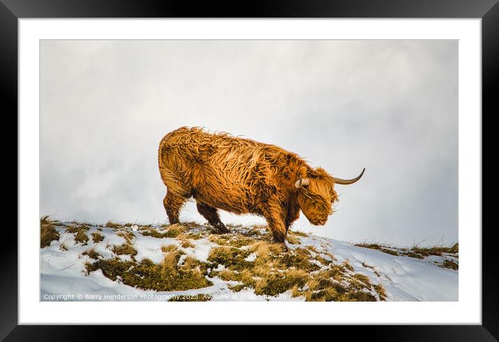 A brown sheep standing in the snow Framed Mounted Print by Barry Henderson Photography