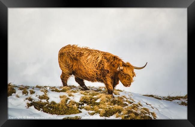 A brown sheep standing in the snow Framed Print by Barry Henderson Photography