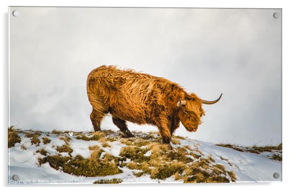 A brown sheep standing in the snow Acrylic by Barry Henderson Photography