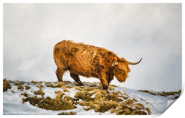 A brown sheep standing in the snow Print by Barry Henderson Photography
