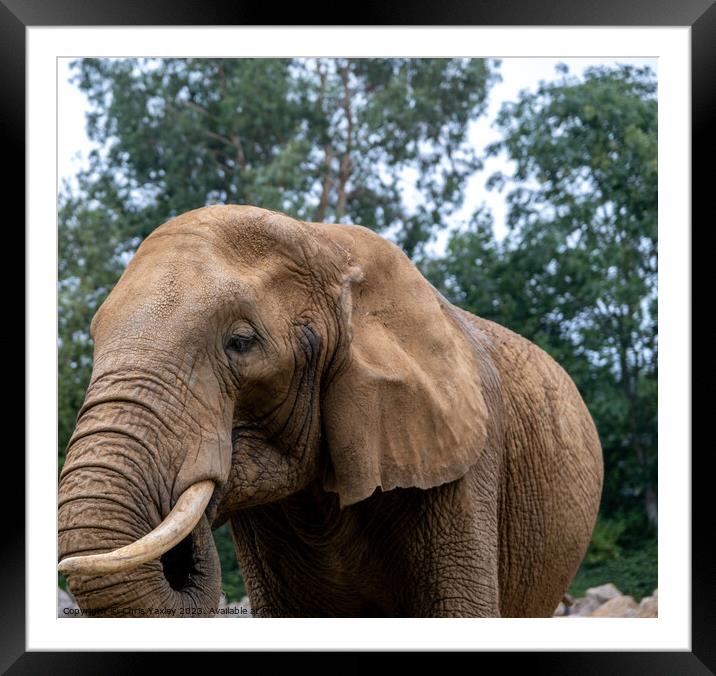 African elephant Framed Mounted Print by Chris Yaxley