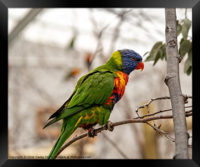 Rainbow lorikeet perched in a tree Framed Print by Chris Yaxley