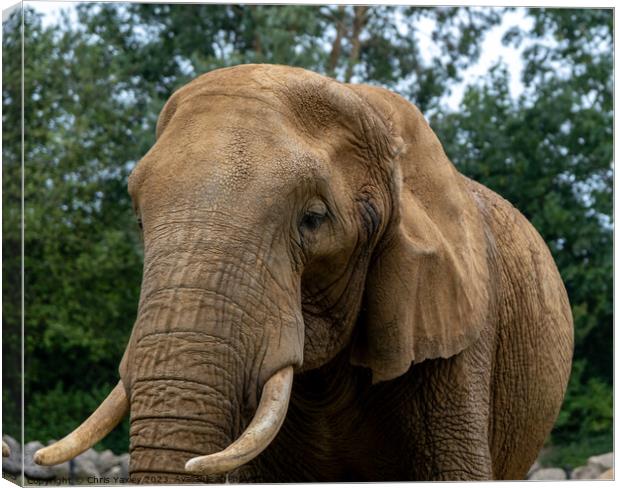 African elephant “Loxodonta” Canvas Print by Chris Yaxley