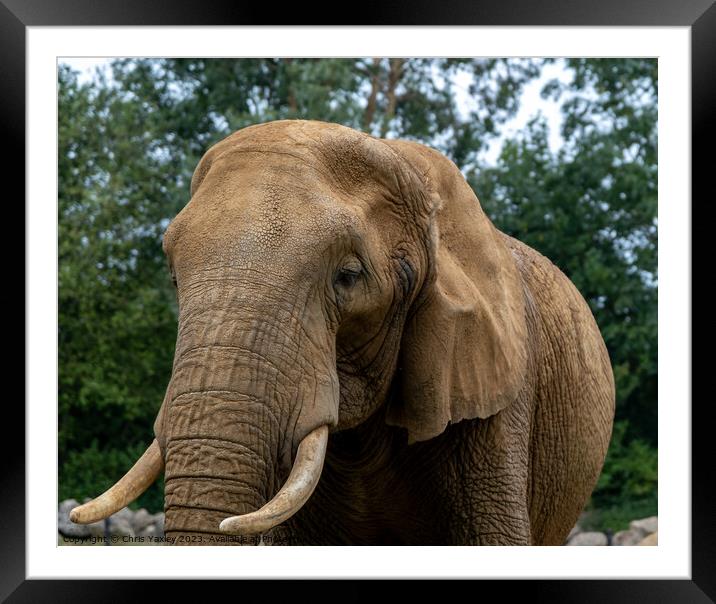 African elephant “Loxodonta” Framed Mounted Print by Chris Yaxley