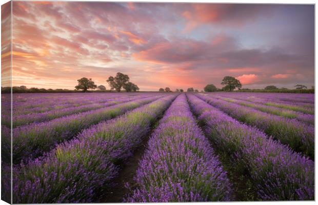 Lavender Dawn Canvas Print by Graham McPherson