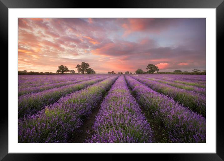 Lavender Dawn Framed Mounted Print by Graham McPherson