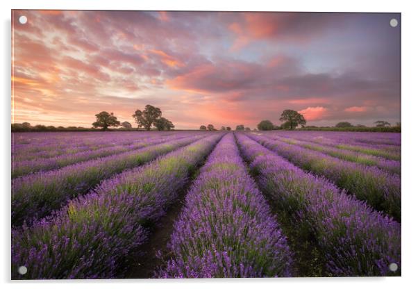 Lavender Dawn Acrylic by Graham McPherson