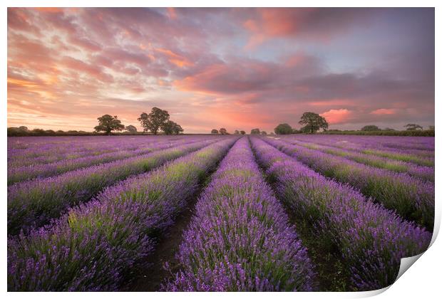 Lavender Dawn Print by Graham McPherson