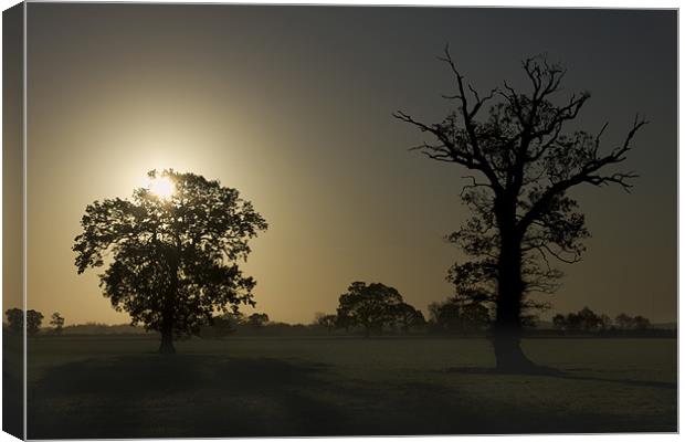 Sunrise, Trees And Shadows. Canvas Print by Darren Burroughs