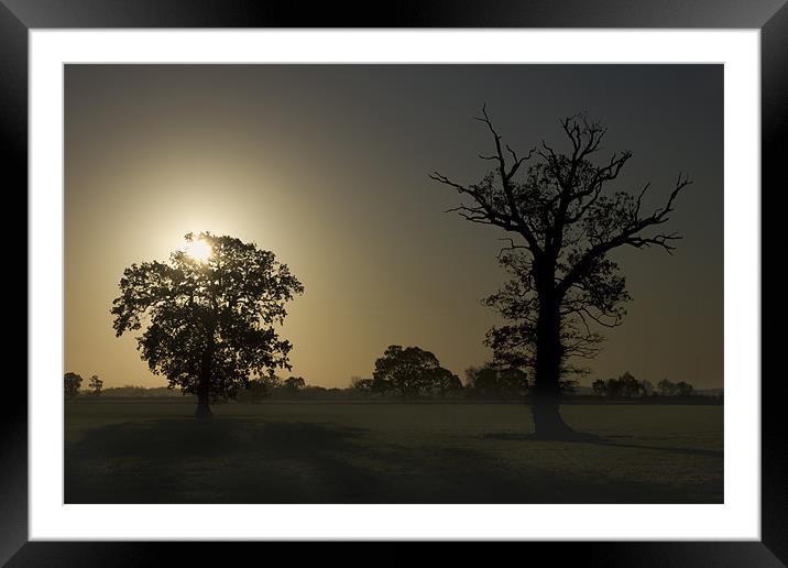 Sunrise, Trees And Shadows. Framed Mounted Print by Darren Burroughs