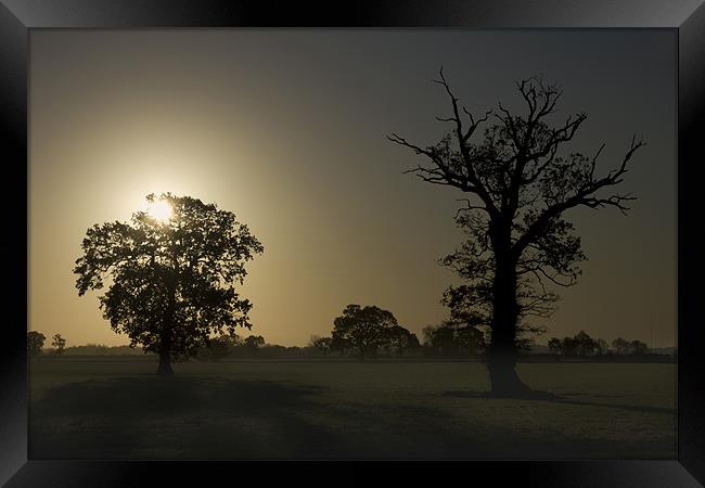 Sunrise, Trees And Shadows. Framed Print by Darren Burroughs