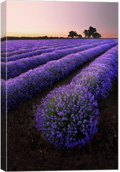 Explosion of Lavender Canvas Print by Graham McPherson