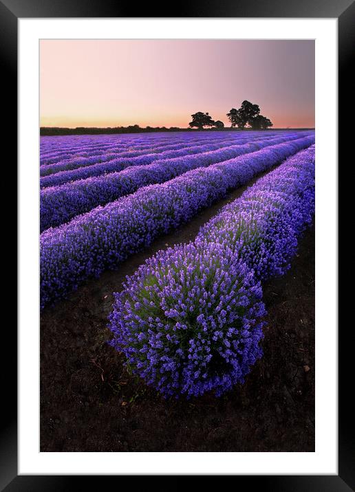 Explosion of Lavender Framed Mounted Print by Graham McPherson