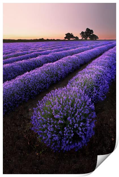 Explosion of Lavender Print by Graham McPherson