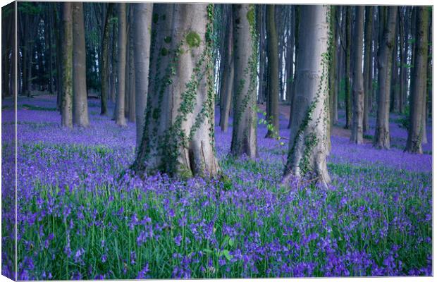 Bluebells and Ivy Canvas Print by Graham McPherson