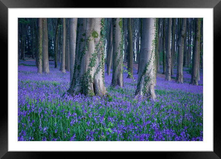 Bluebells and Ivy Framed Mounted Print by Graham McPherson