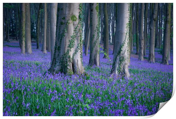 Bluebells and Ivy Print by Graham McPherson
