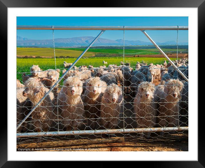 Peering through the gate. Framed Mounted Print by Adrian Turnbull-Kemp