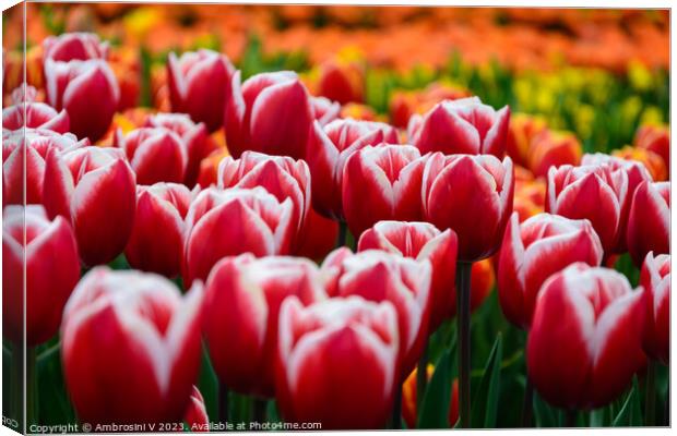 Field of Dutch red tulips Canvas Print by Ambrosini V