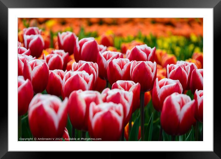 Field of Dutch red tulips Framed Mounted Print by Ambrosini V
