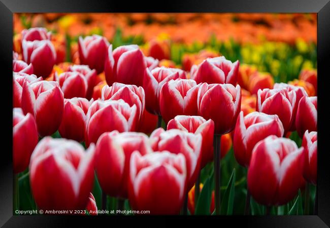 Field of Dutch red tulips Framed Print by Ambrosini V