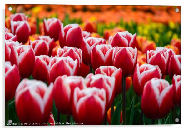 Field of Dutch red tulips Acrylic by Ambrosini V
