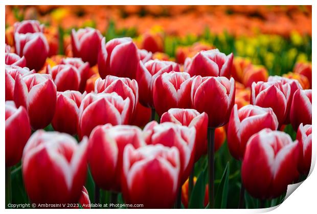 Field of Dutch red tulips Print by Ambrosini V