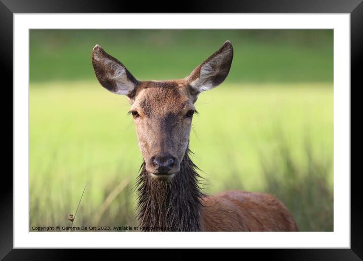Red deer portrait  Framed Mounted Print by Gemma De Cet