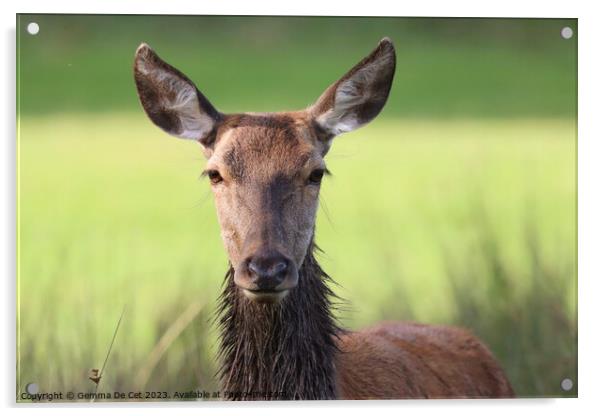 Red deer portrait  Acrylic by Gemma De Cet