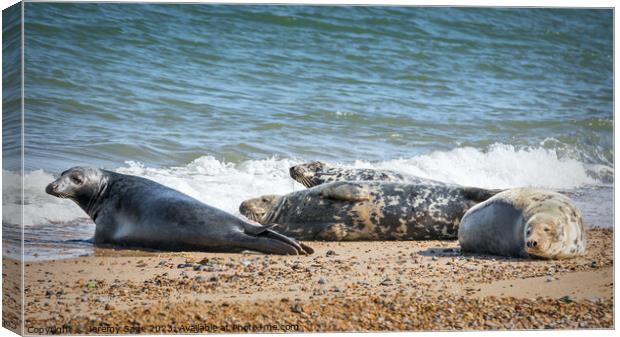 Basking Seals on Sun-Baked Shore Canvas Print by Jeremy Sage