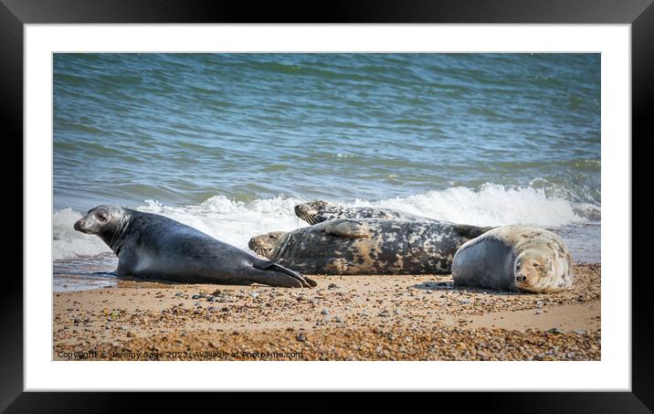 Basking Seals on Sun-Baked Shore Framed Mounted Print by Jeremy Sage