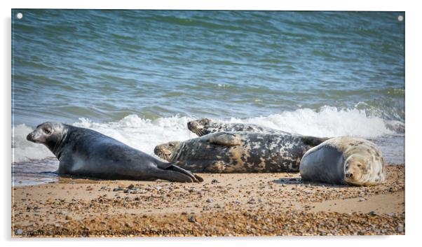 Basking Seals on Sun-Baked Shore Acrylic by Jeremy Sage