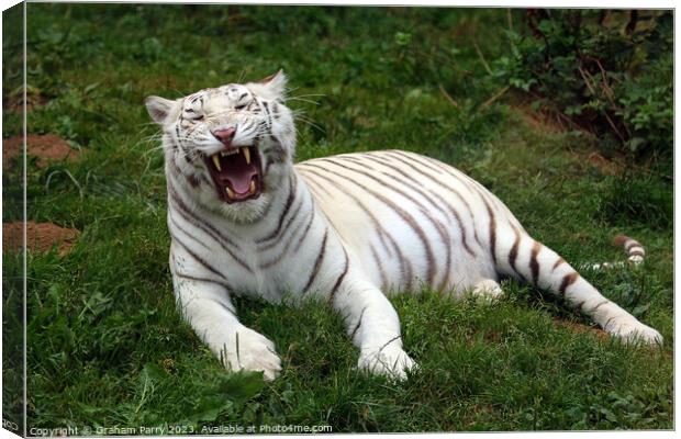 Enthralling White Bengal Repose Canvas Print by Graham Parry