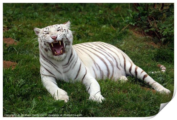 Enthralling White Bengal Repose Print by Graham Parry