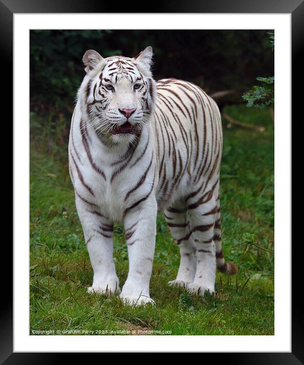 Enigmatic Albino Bengal Repose Framed Mounted Print by Graham Parry