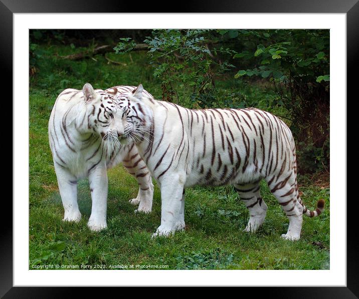 Captivating White Bengal Standoff Framed Mounted Print by Graham Parry