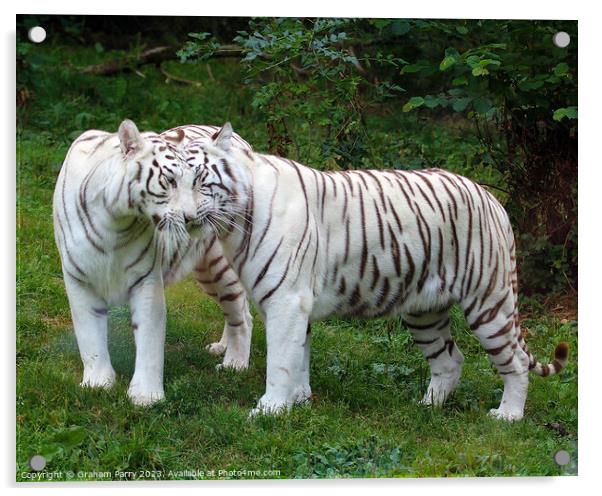 Captivating White Bengal Standoff Acrylic by Graham Parry