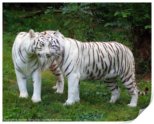 Captivating White Bengal Standoff Print by Graham Parry