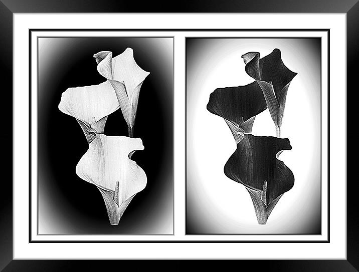 Calla Lillies , White+Black Framed Mounted Print by paulette hurley