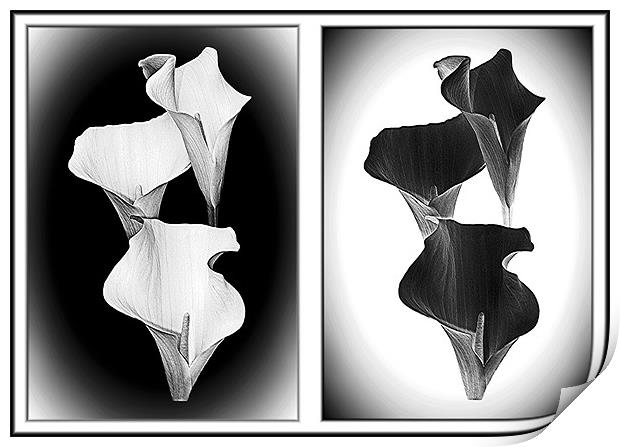 Calla Lillies , White+Black Print by paulette hurley