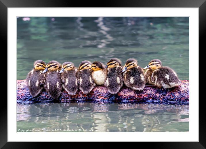Ducks in a Row Framed Mounted Print by Alan Dickinson