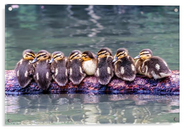 Ducks in a Row Acrylic by Alan Dickinson