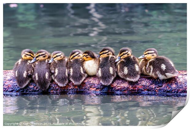 Ducks in a Row Print by Alan Dickinson