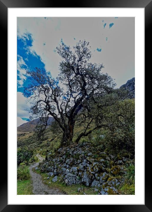 Solitary ancient tree Framed Mounted Print by Steve Painter