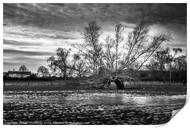 Frozen Tree Print by Alan Dickinson