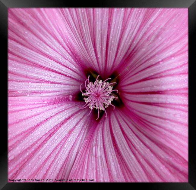 Mallow Framed Print by Keith Cooper