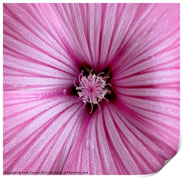 Mallow Print by Keith Cooper